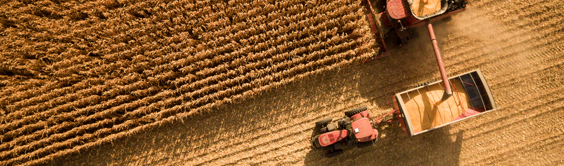 Harvesting field at sunset