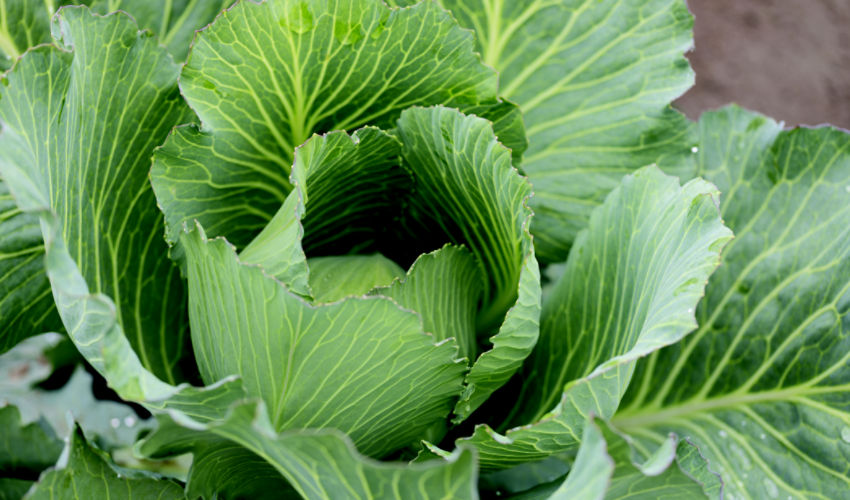 cabbage plant