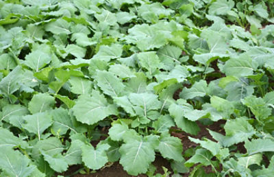 Healthy canola plants