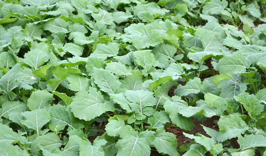 Healthy canola plants