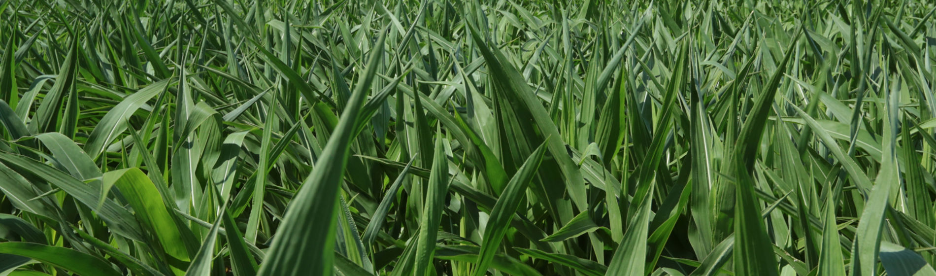 Healthy corn field