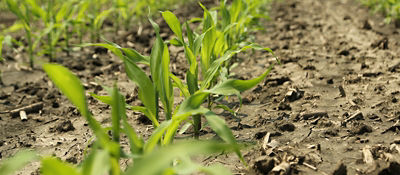 Healthy early corn