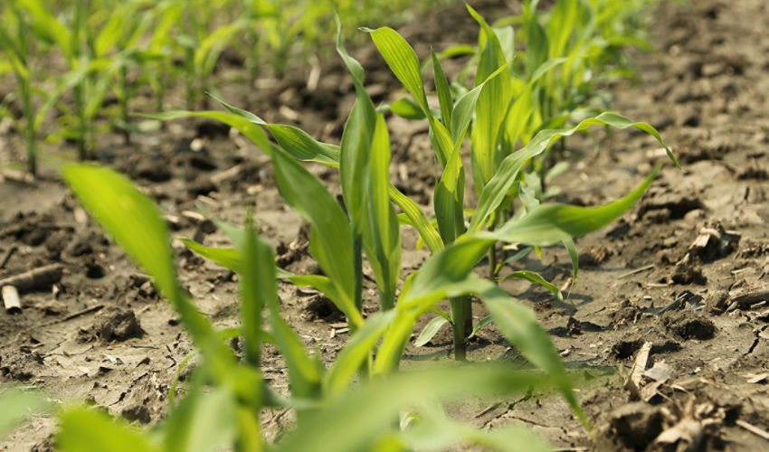 Healthy early corn