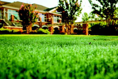 Healthy lawn - Raleigh