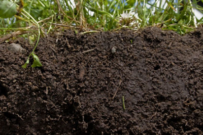 Healthy soil