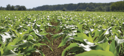 young corn in field
