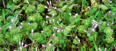 Henbit