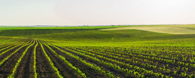 crop rows green landscape