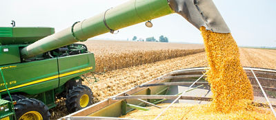 High Yield Corn