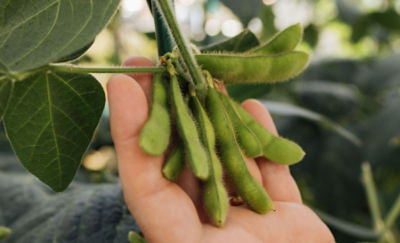 Number One for a Reason - Pioneer brand Soybeans