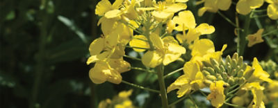 Желтый цветок рапсового растения