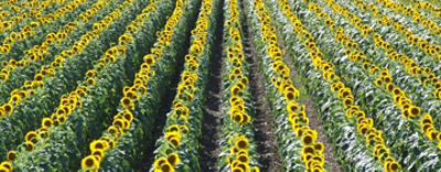 Поле с цветущими подсолнухами