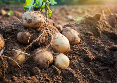 close up of soil and potatoes