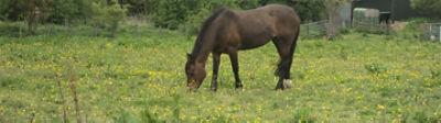 horse or pony in weedy paddock