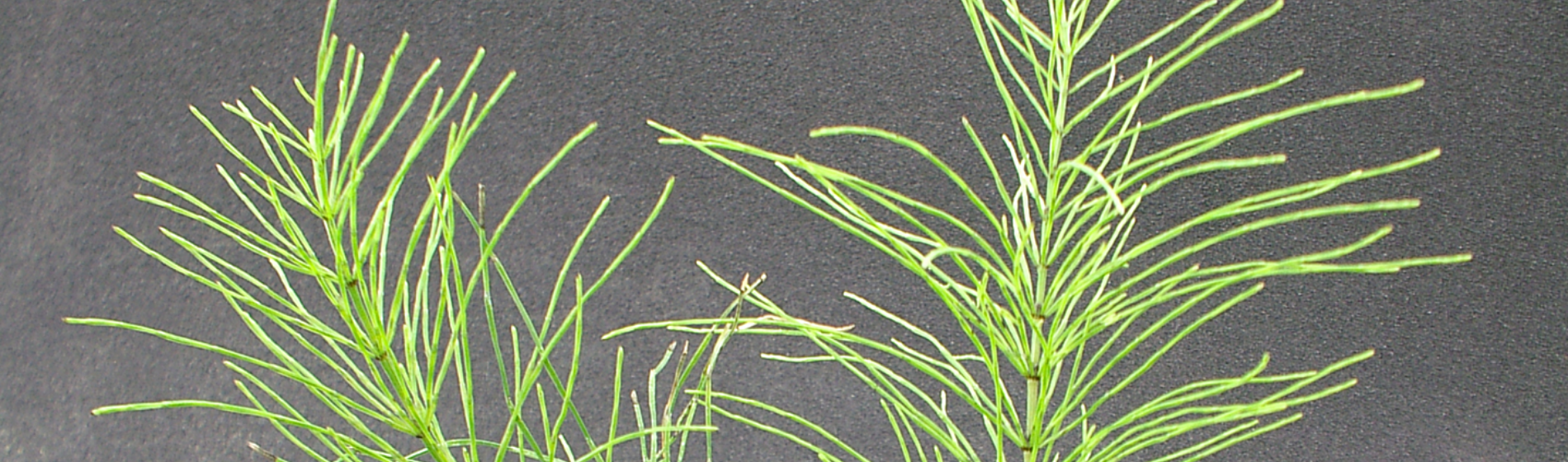 horsetail