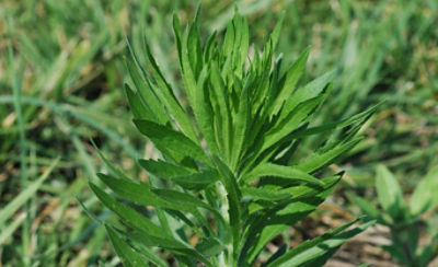 Horseweed