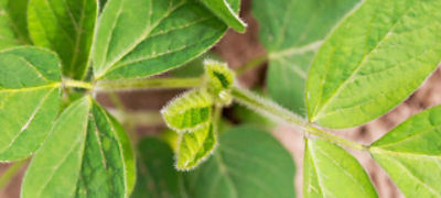 soybean close up