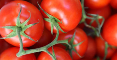 tomatoes looking healthy seen from above