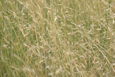 Invasive grass ventenata