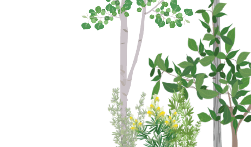 weeds, brush and trees