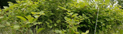 japanese-knotweed