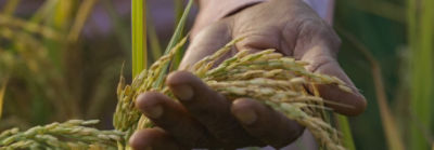 man's hand holding wheat stalks