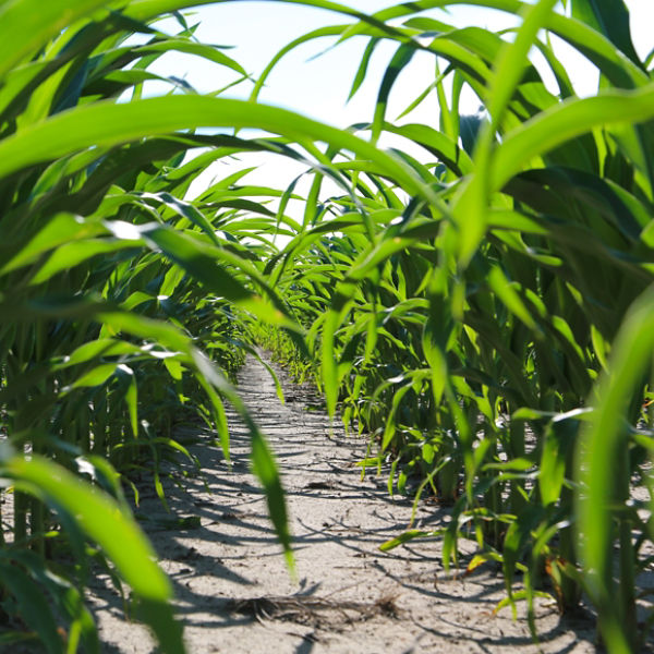 Knee high corn