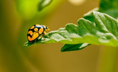 bright color ladybug beetle also called Coccinellidae on tomato plat leaf - Timeline of crop protection advances