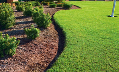 Lawn that has been cut with shrubs