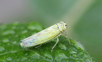green leafhopper on a leaf
