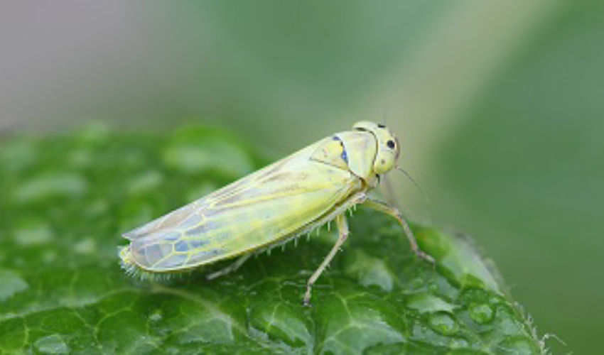 green leafhopper on a leaf