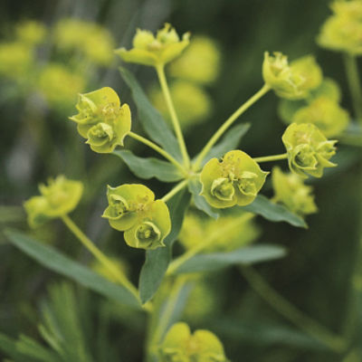 Image of leafy spurge