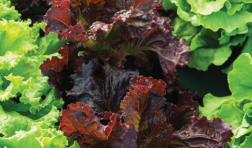 lettuce and leafy vegetables
