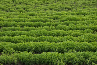 close up of lentils