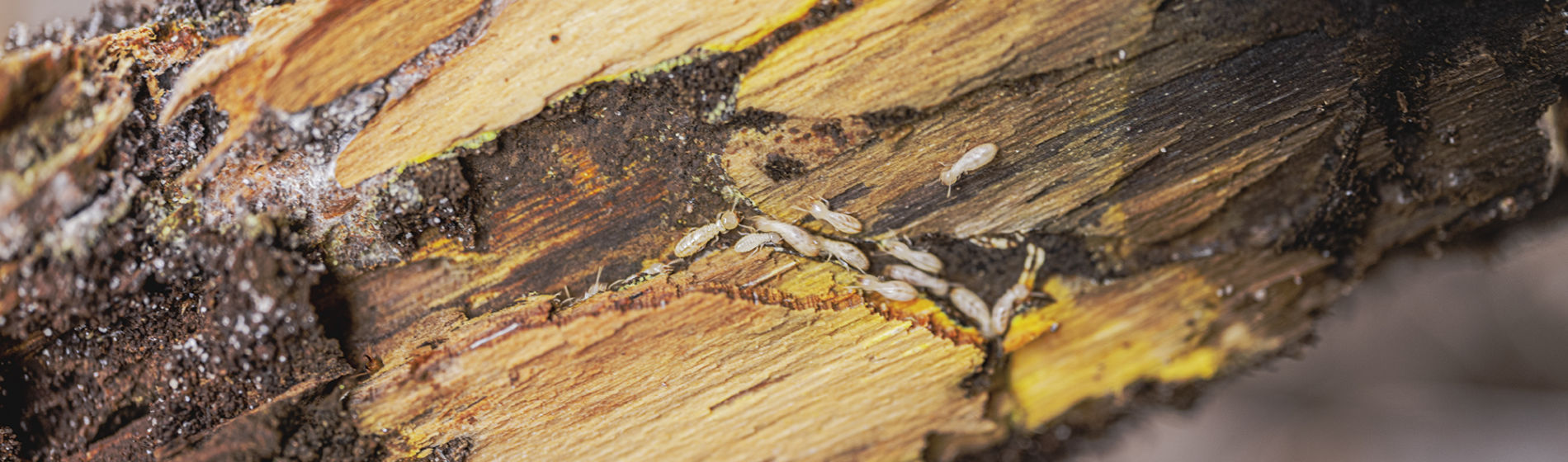 Live subterranean termite workers
