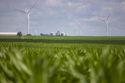 Tar Spot Tolerant Products