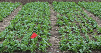 umigen canola trial photo