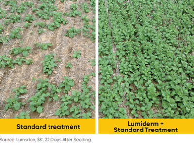 canola plot comparison