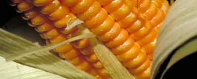 IMG-maiz_LA-CL-V1