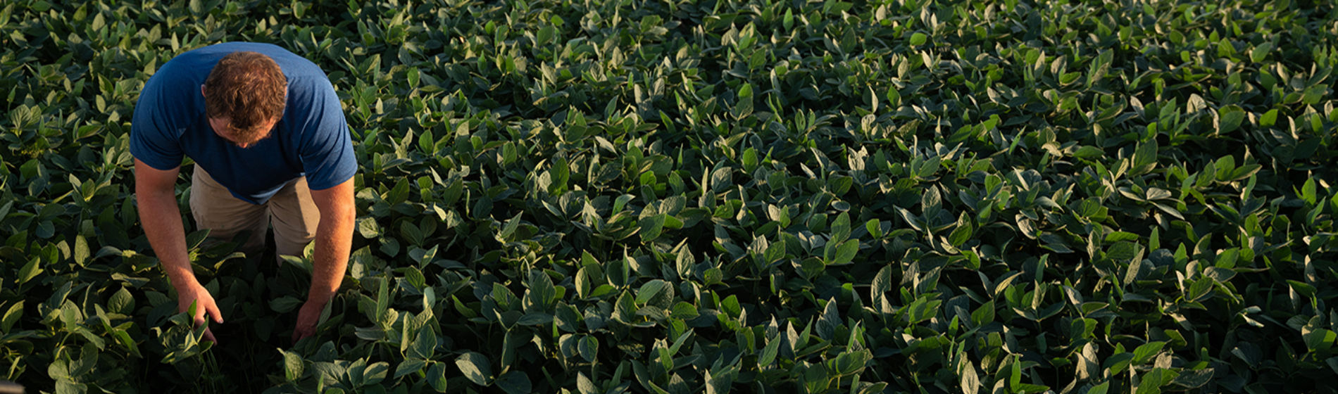 Man examining soybeans - aerial view