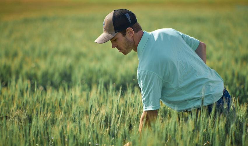 Farmer in wheat field