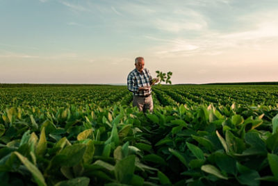 mand standing in soybean field