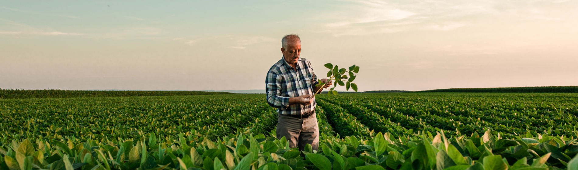mand standing in soybean field