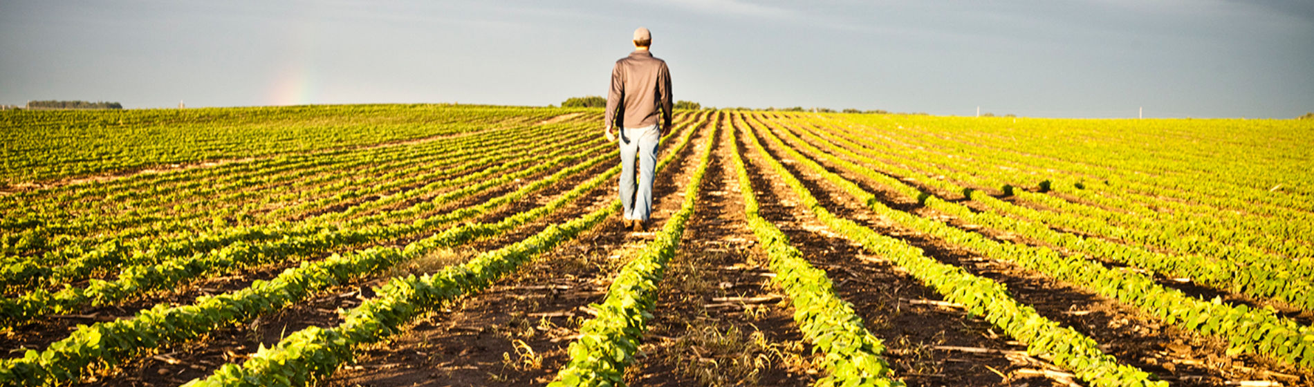 Early morning, Farmer walking in soybean field
