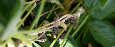 white mould on stem