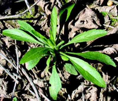 marestail