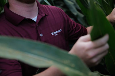 Man checking corn in maroon brevant polo 