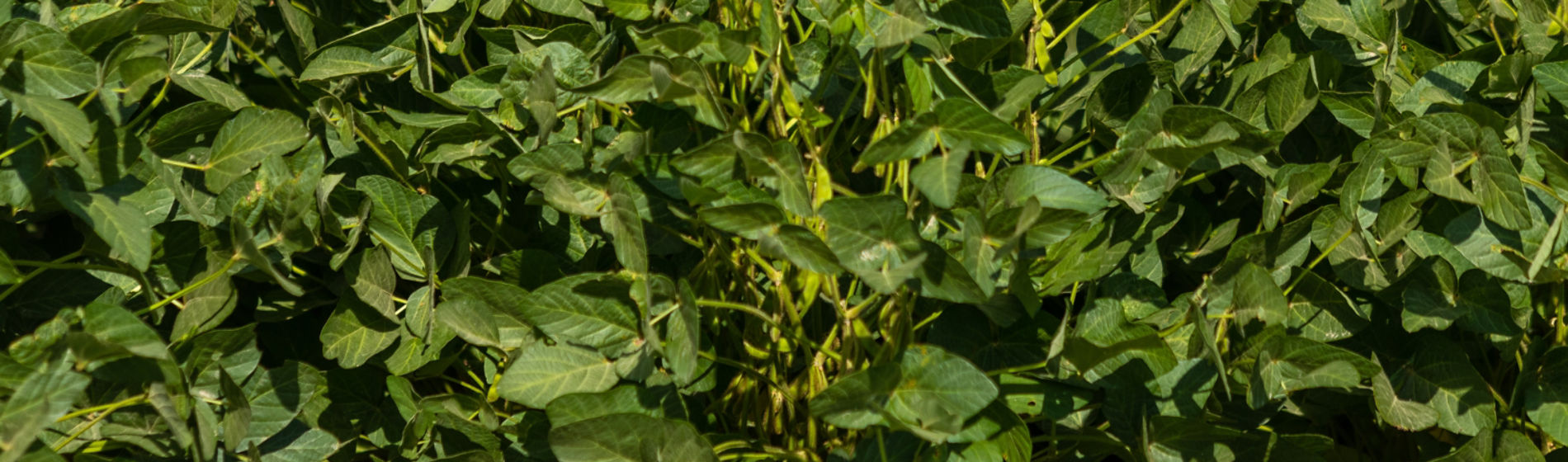 soybean plants