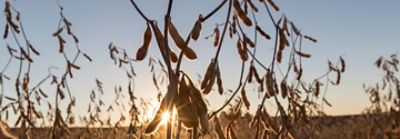 Mature soybean pods at sunrise