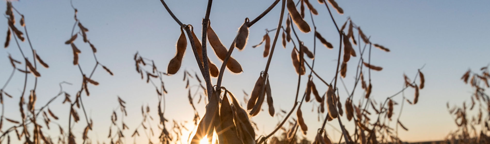 Mature soybean pods at sunrise